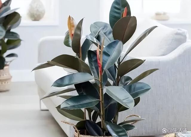 橡皮树的禁忌有毒，搞清楚1点