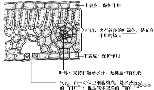 草履虫的结构，草履虫的结构层次模式图（应考技巧丨初中生物识图题常用结构示意图）