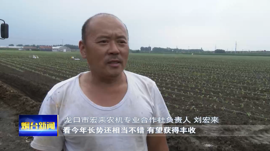 新型方法种植玉米，新型方法种植玉米种子（玉米大豆带状复合种植新技术助力“一田双收”）