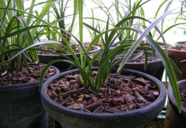 养兰花用土有什么讲究，种兰花用什么土最好（养兰花的土不是只能买“兰花土”）