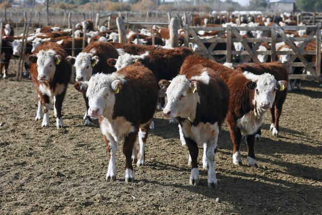 农村养牛的成本与利润分析，养一头牛的成本是多少（降低养牛成本的5种方法）