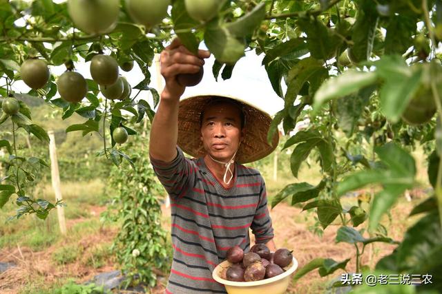 百香果的种植方法，百香果种植时间和方法（教你怎样种百香果树）