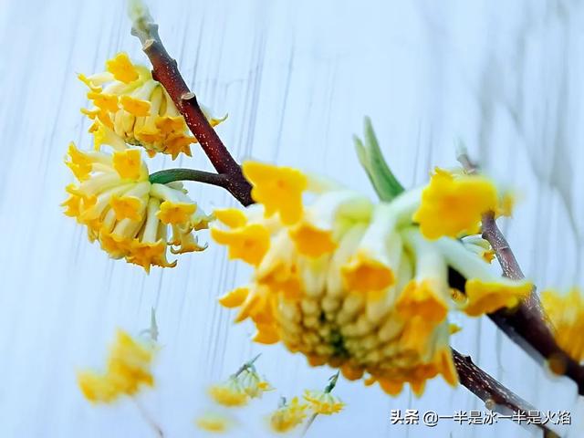 惊蛰的意思，惊蛰的意思和来历（惊蛰：春日惊醒，万物惊喜）