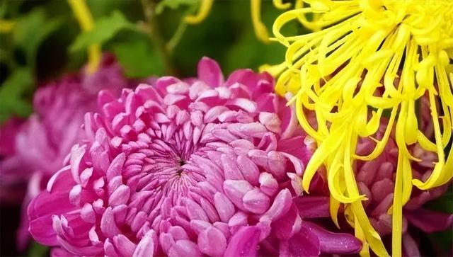 庭院喜阳植物，不同光照民宿花园或农场庭院内30种喜阴、喜阳植物