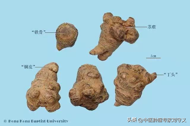 三七和田七的区别图片，田七和三七有什么区别（每日一味抗癌中药——三七）