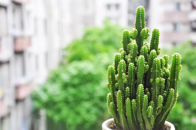 节节草治痔疮，节节草有什么功效（这些植物打着“光棍”活着）