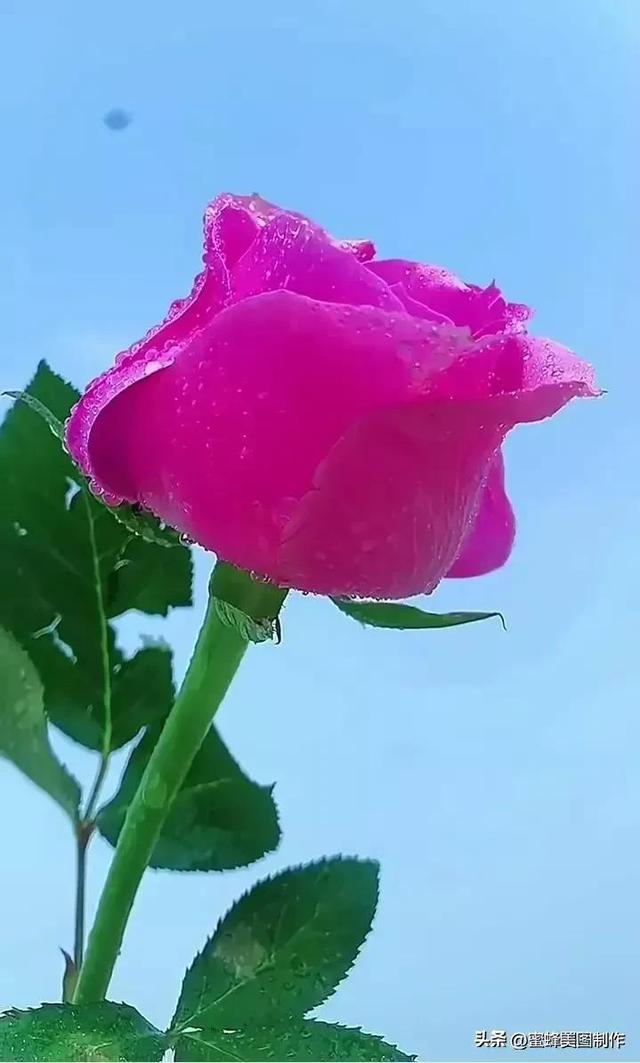 七夕节的图片，七夕浪漫情人节，玫瑰壁纸（七夕节的图片）