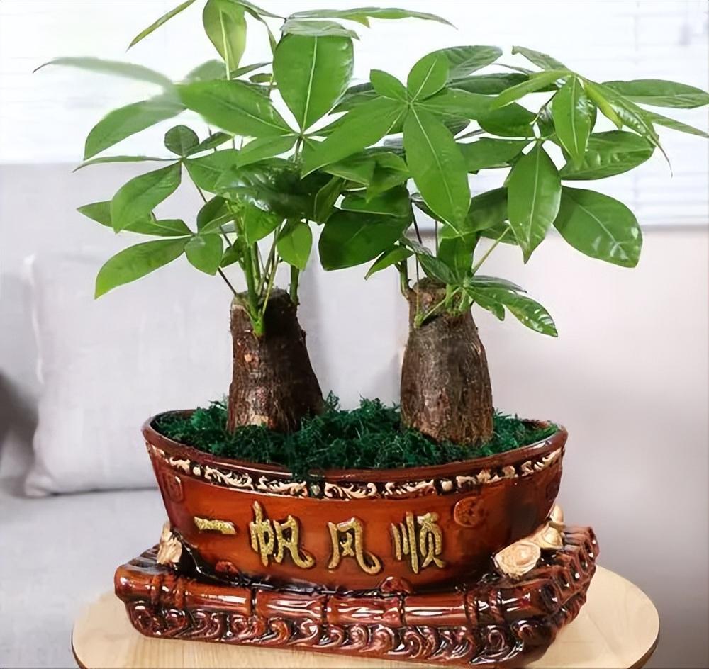 盆栽发财树的日常养护(室内植物发财树养护注意事项)-柯彬网