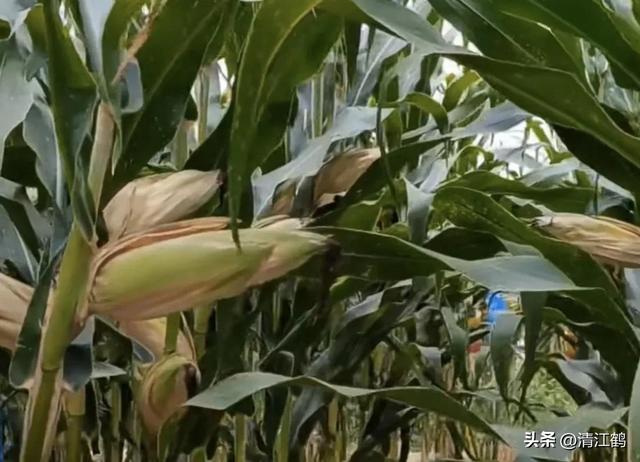 怎么判断玉米熟没熟，怎样判断玉米熟没熟（在“假熟”期收获玉米会“得不偿失”）