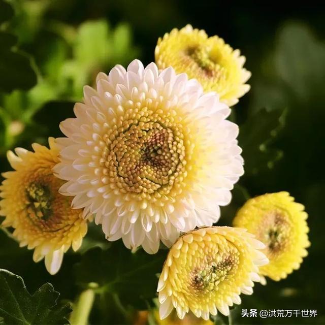 菊花的种类名称及图片，菊花有几种品种（看看有没有你喜欢或者认识的）