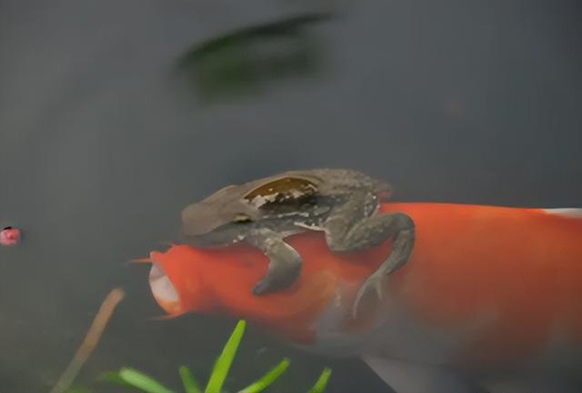 青蛙抱对意思是什么，青蛙抱对是在干什么（癞蛤蟆为何常抱在鲤鱼身上）