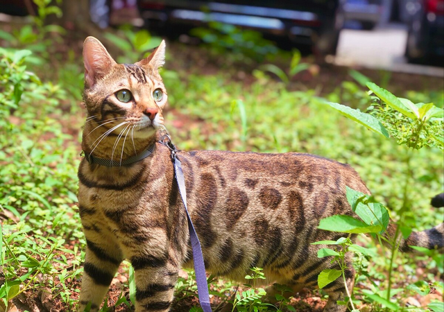 最好看的三种长毛猫，“靠颜值打天下”的几种猫咪