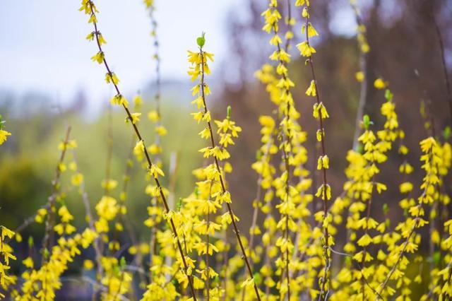 春天百花诗句大全，100句春花诗词