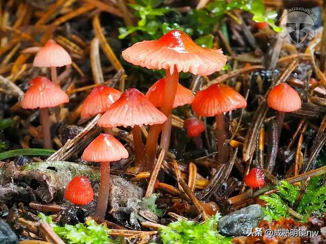世界上最漂亮的蘑菇，世界上最漂亮的蘑菇是什么（精华总伴日风来。美丽的蘑菇）
