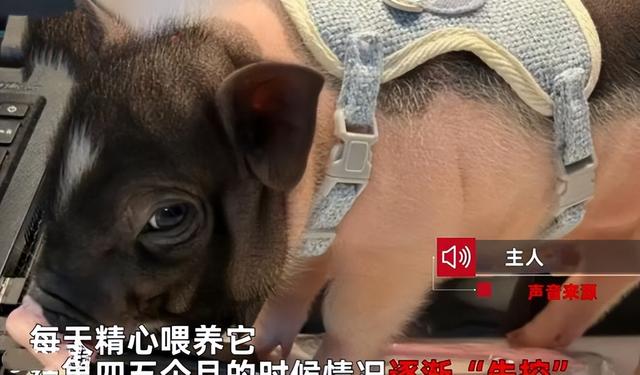 小香猪能长多大，小香猪能长多大图片（养了几个月体型疯狂生长）