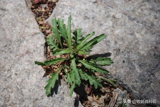 曼陀罗花的图片，曼陀罗花是什么（301味中药材的原植物彩色图谱）