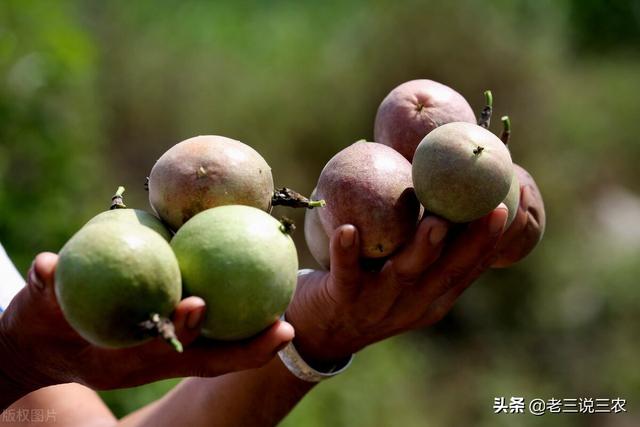 百香果的种植方法，百香果种植时间和方法（教你怎样种百香果树）