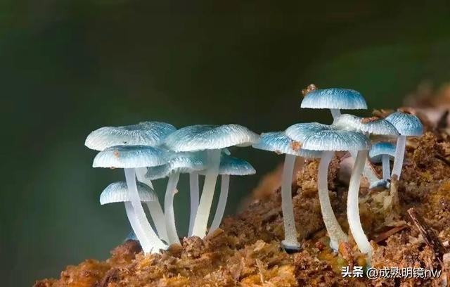 世界上最漂亮的蘑菇，世界上最漂亮的蘑菇是什么（精华总伴日风来。美丽的蘑菇）