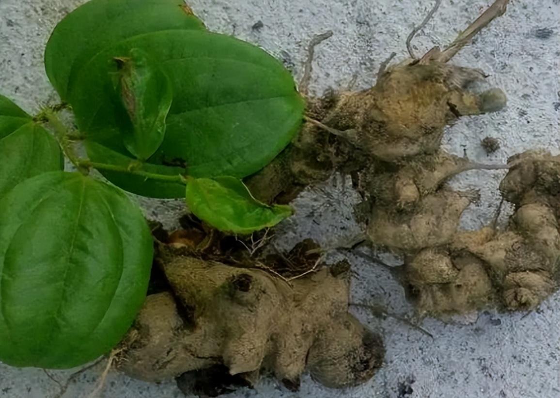 金刚藤的学名叫菝葜,民间俗称为冷饭头,金刚根,红灯果等.