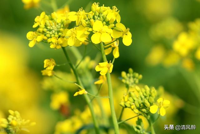 油菜花开的句子唯美，2021油菜花开的句子唯美朋友圈（看油菜花的心情说说）