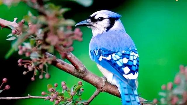 鸟类的羽毛有多少种类型，鸟类的羽毛有多少种类型图片（鸟的羽毛为什么五颜六色）