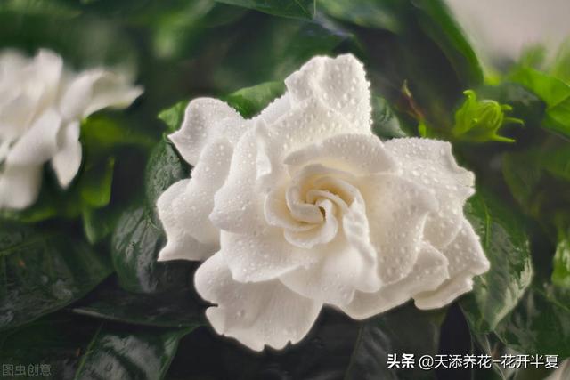 栀子花花语是什么，小叶栀子花图片（栀子花的花语，浪漫又凄美）