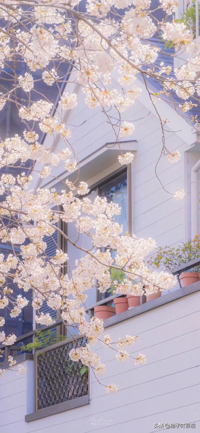 硕鼠硕鼠无食我黍是什么意思，硕鼠硕鼠无食我黍全诗（《诗经》第八篇《硕鼠》）