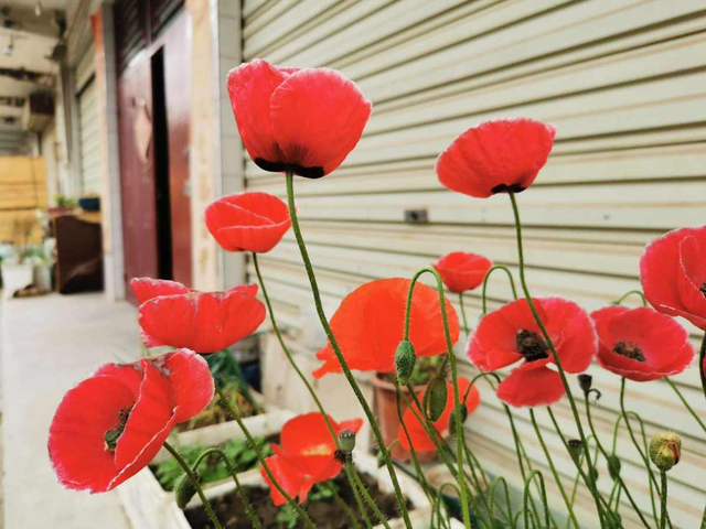 香水百合有毒吗，香水百合有毒吗 能放在卧室里吗（家有小孩请远离）