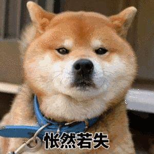 狗狗能吃糯米吗，狗狗最忌讳吃什么食物（这些东西可要小心了）