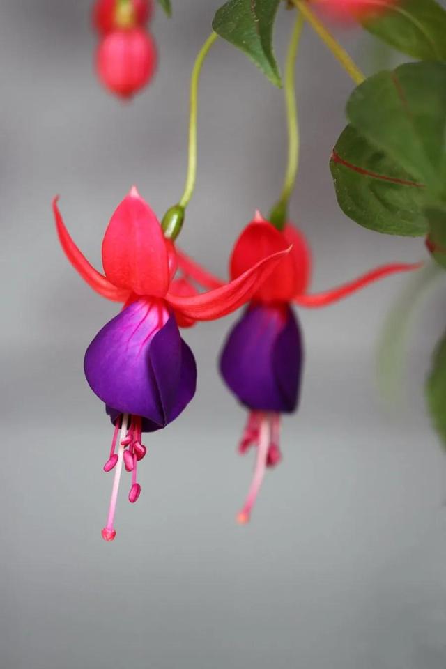 灯花有什么寓意，各种花灯的寓意（吉祥的灯笼花）