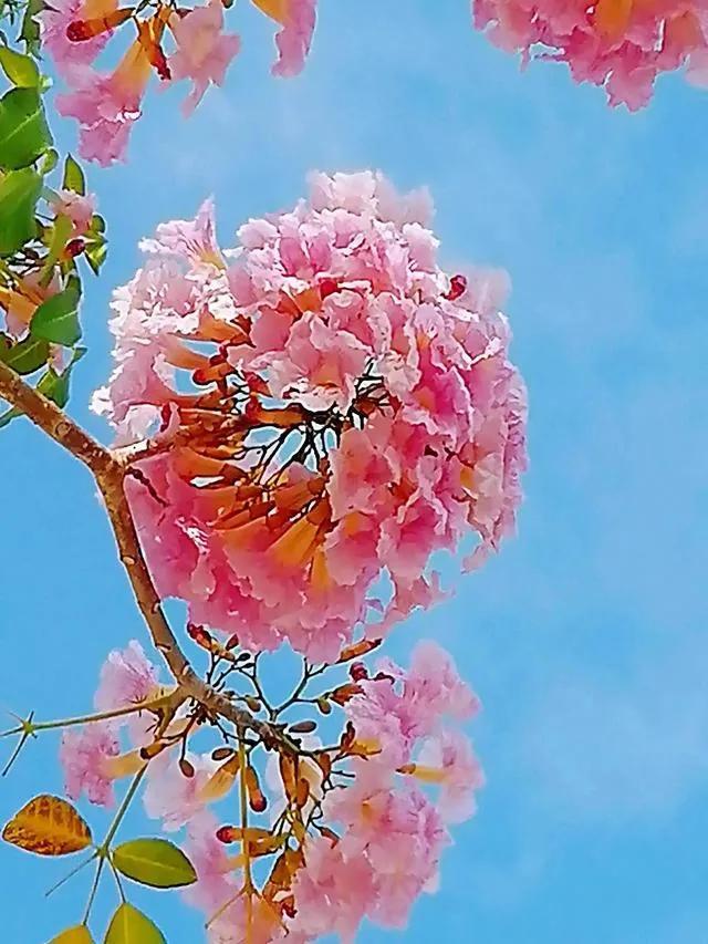 紫花风铃木可以盆栽吗，紫花风铃木北方能成活吗（分享——紫花风铃木）