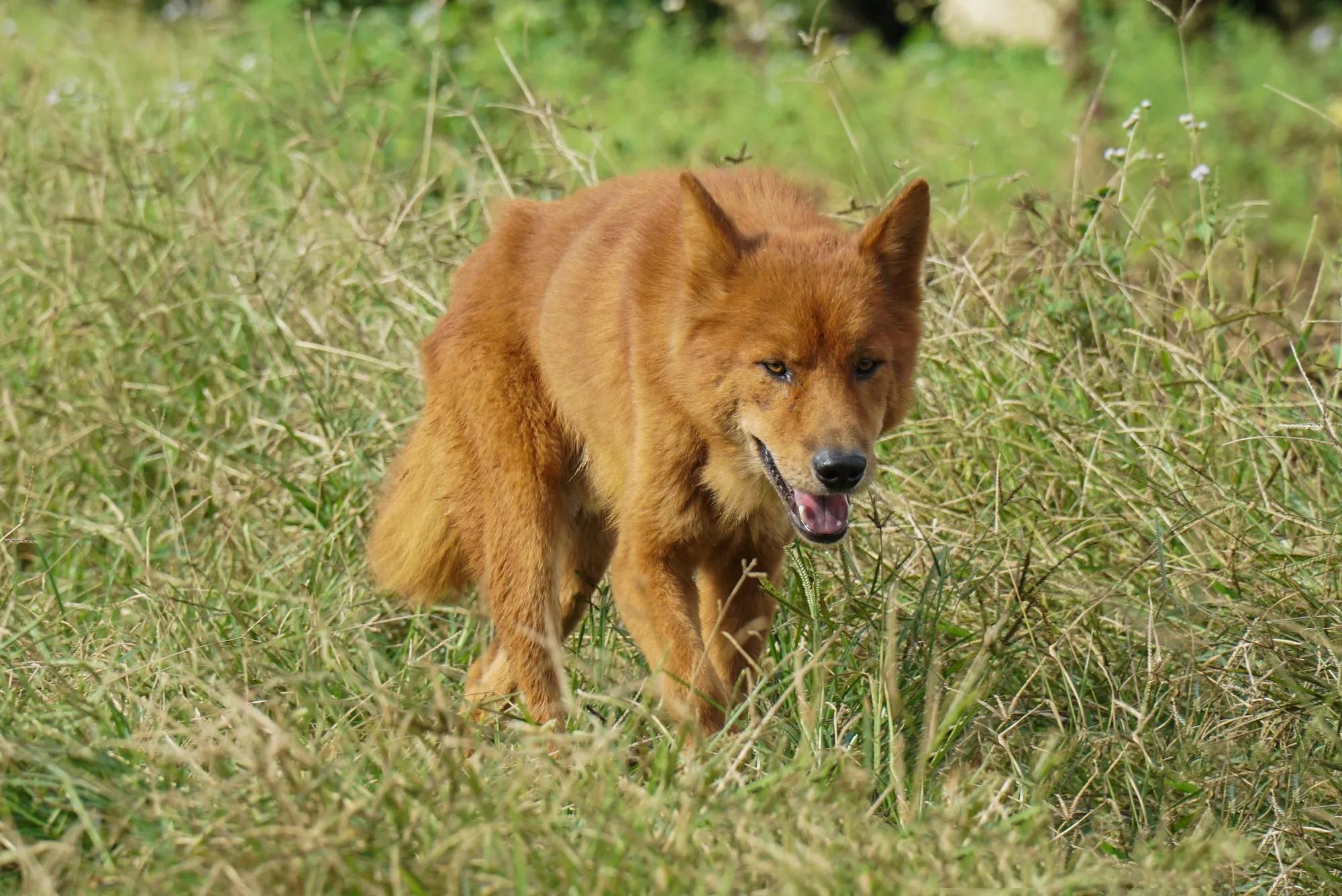 2018年他花3万元买下一只红毛狗,结果4年后出价35万都不肯卖