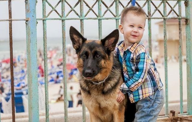 泰迪狗一生认几个主人，泰迪犬什么颜色最贵（一生只认定一个主人）