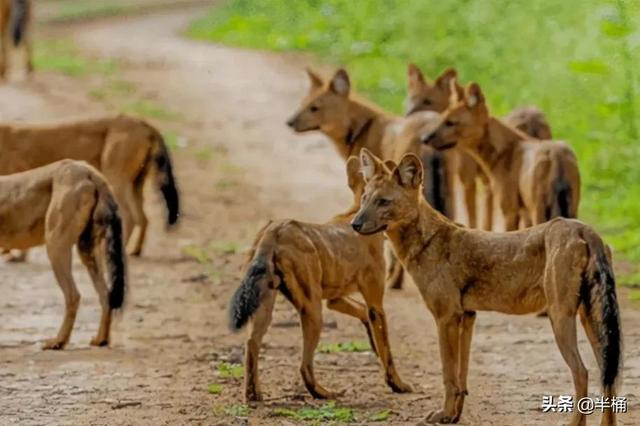 战力最强的老虎，老虎的战斗力排第几（豺狼虎豹中的豺究竟有多厉害）