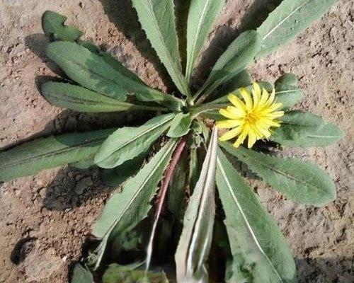 谁知道红色蒲公英是什么意思,蒲公英 红色(在野外怎样识别蒲公英呢)