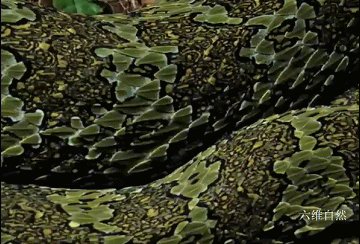 猫为什么可以跟毒蛇打架，猫和蛇打架猫不怕毒吗（重庆一只小猫叼着小毒蛇回家）