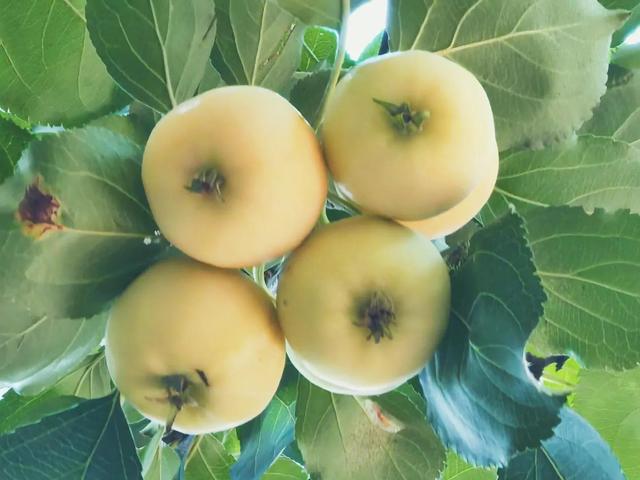 沙果饮品的做法，沙果饮品的做法和配料（沙果——割不断的乡愁之五）