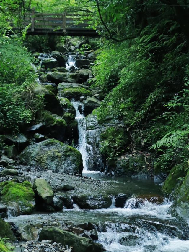 什邡市景点，什邡景点旅游景点（成都周边绝美“禁林”）