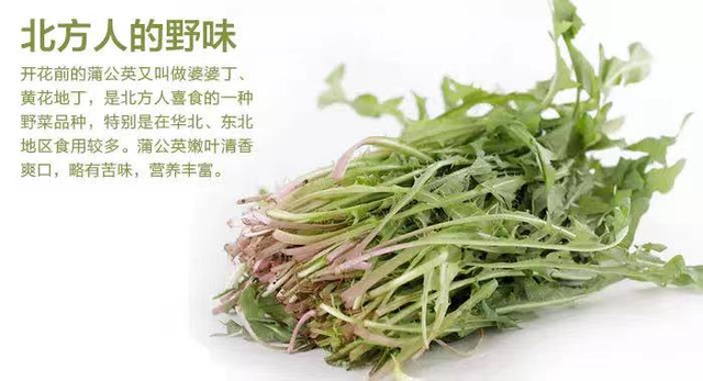 蒲公英的全草的药用，蒲公英草药图片,蒲公英草有什么效果（每日一味抗癌中药——蒲公英）