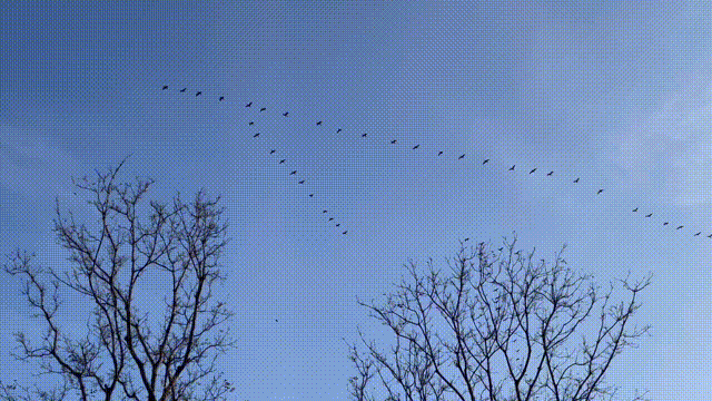 大雁和鹅的区别，大雁和鹅的区别是什么（鹅的真实面貌超出大家的想象）