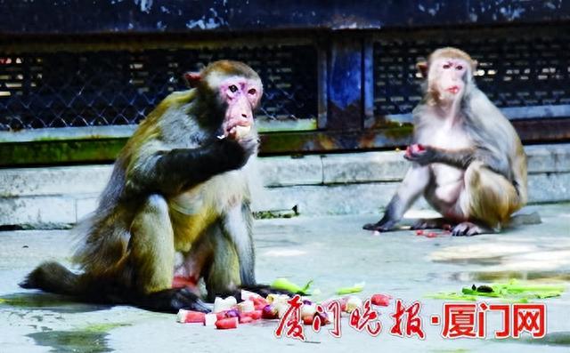 厦门中山公园动物园：帮助动物们避暑有妙招！