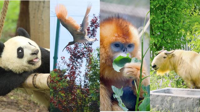 三秦指的是哪三秦，唐朝时三秦指的是哪三秦（你不一定知道的陕西小知识）