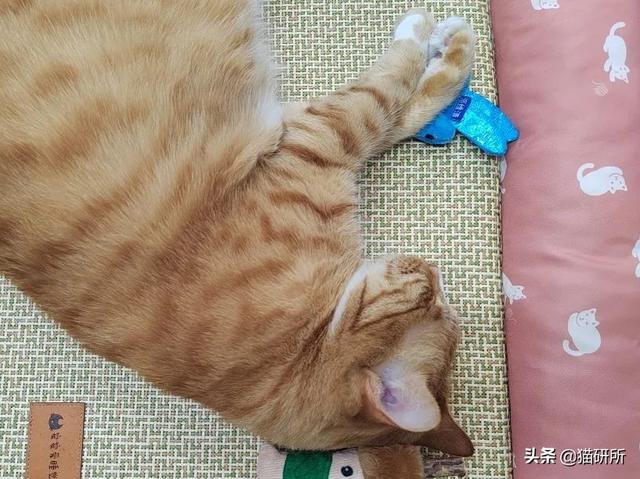 怎样抱猫咪最舒服，怎样抱猫咪最舒服图片（史上最全猫咪按摩宝典）