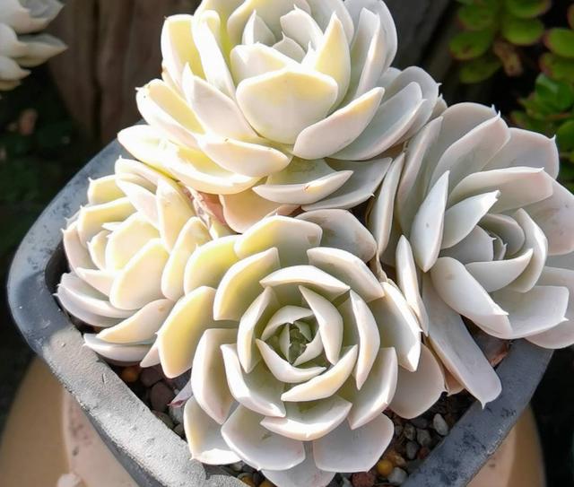 多肉植物怎么种植最合适，养多肉的3个“正确方法”