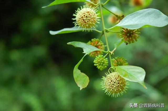 曼陀罗花的图片，曼陀罗花是什么（301味中药材的原植物彩色图谱）