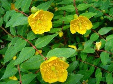 金丝梅（西南金丝梅，金丝梅是一种什么样的植物（金丝梅图片大全）