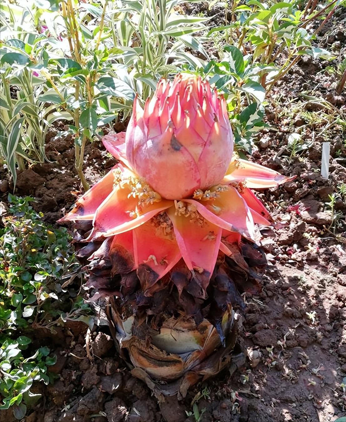 象征高贵的花，清冷而高贵的花（养在家里气质不凡）