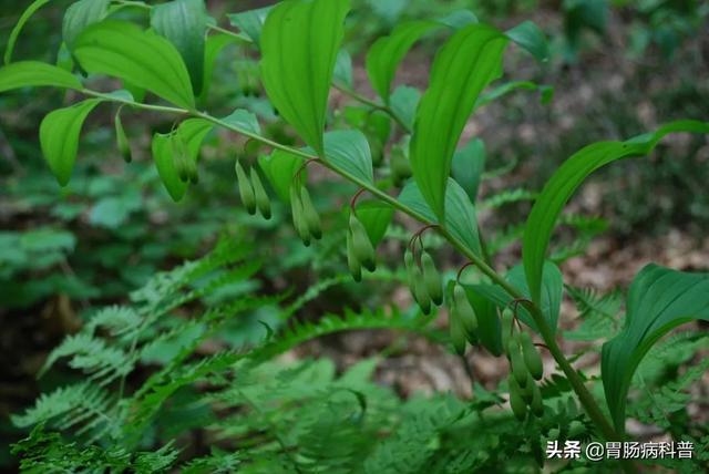 曼陀罗花的图片，曼陀罗花是什么（301味中药材的原植物彩色图谱）