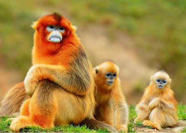 滇金丝猴数量图片