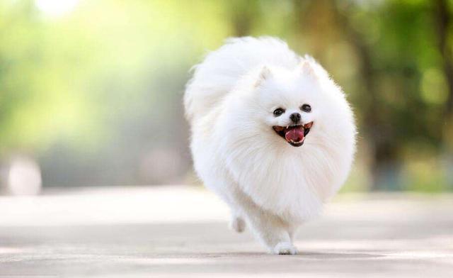 博美犬有哪些常见的病症，博美天生易患这5种疾病